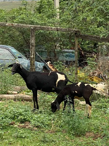 Ovelhas e carneiro 