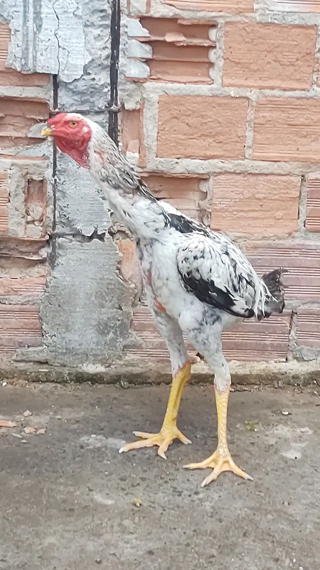 índio gigante 300 pra vender logo