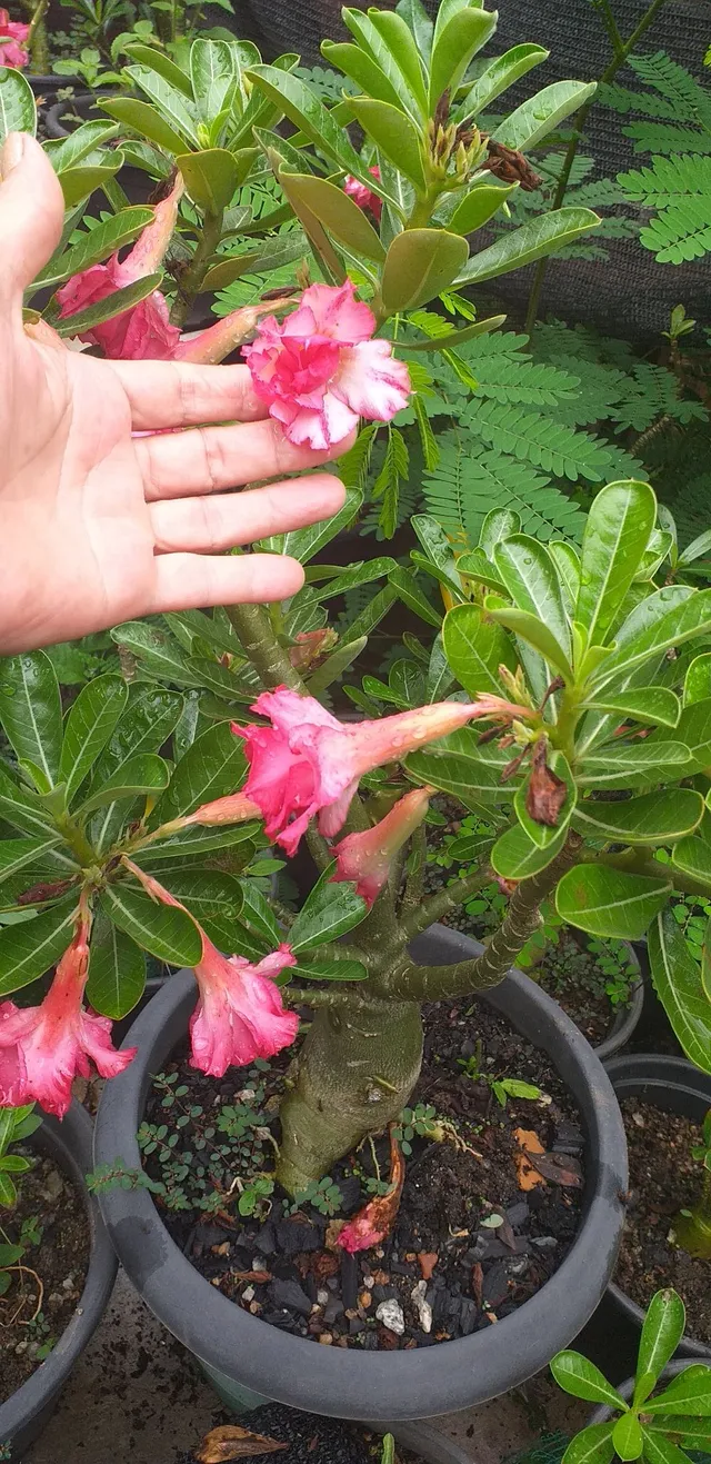 Rosa do deserto