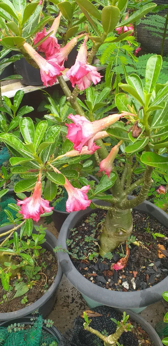 Viveiro rosa do deserto para revenda