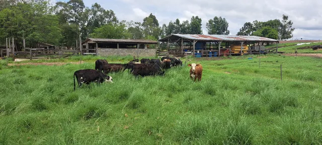 14 machos