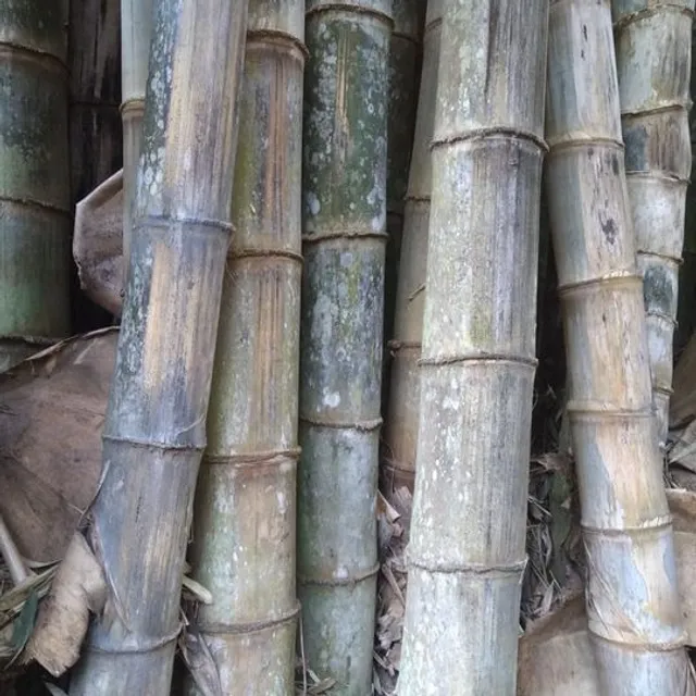 Moita Com Mais De 100 Bambus Gigantes