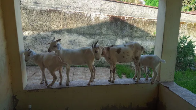 Vendo Cabritas