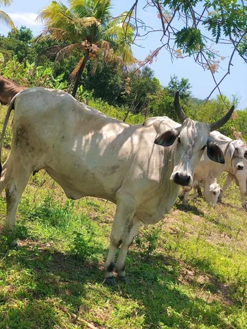 Vendo Gado 
