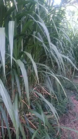 Brs capiaçu,Brs kurumi( venda permanente de mudas)