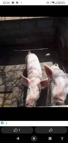 Porcos 