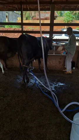 NOVILHA PRIMEIRA CRIA