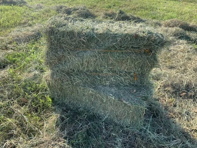 Feno Tifton 85