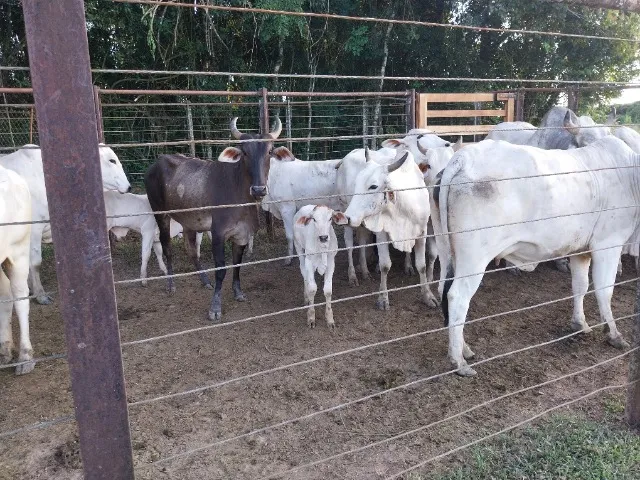 Gado vacas