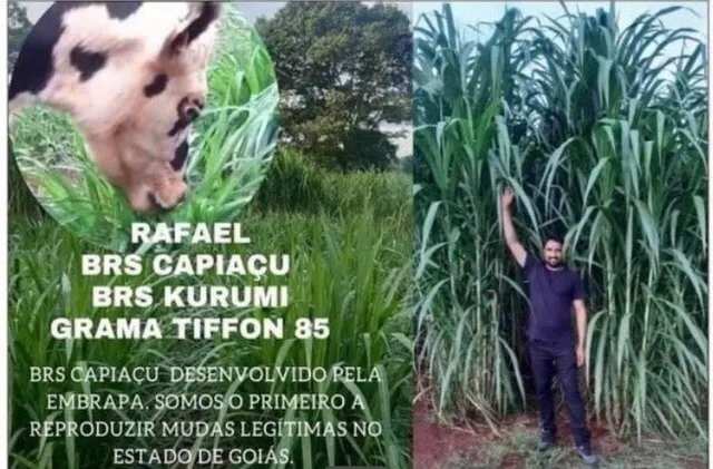 Kurumim é Capiaçu 