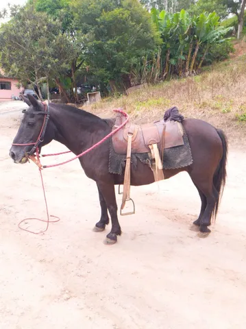 Pônei fêmea com arreio