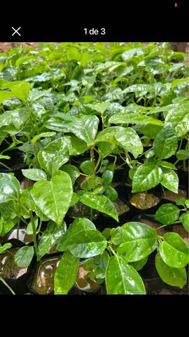 Mudas de maracujá 