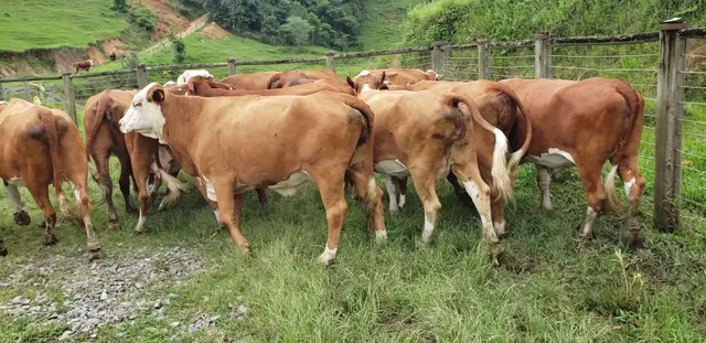 13 vacas braford com registro e com cria