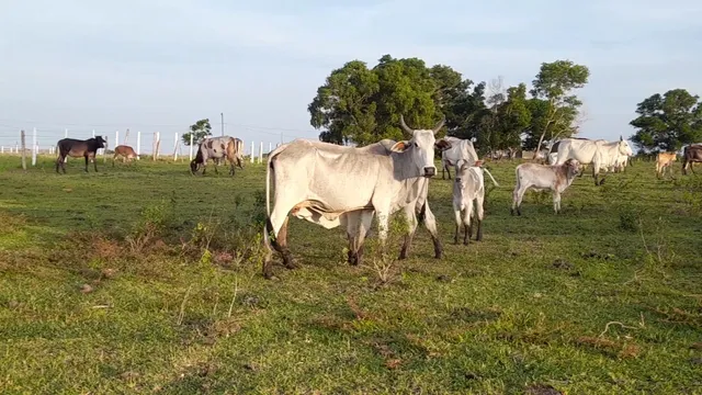 Gado