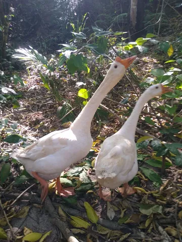 Vendo casal de 1 ano e uns três mês.
