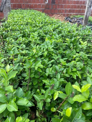 Mudas de acerola 