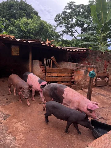 Excelentes porcos caipira 