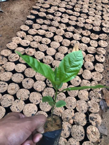 Mudas de maracujá 