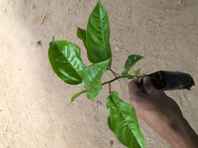 Mudas de maracujá 