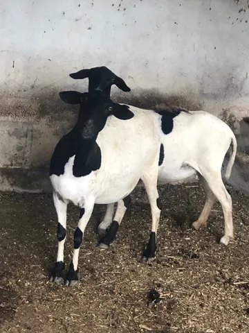 Ovelhas 