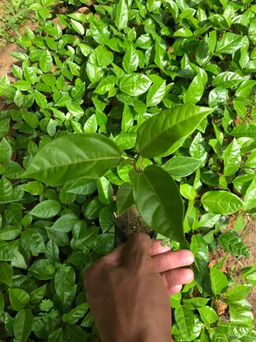 Mudas de maracujá 