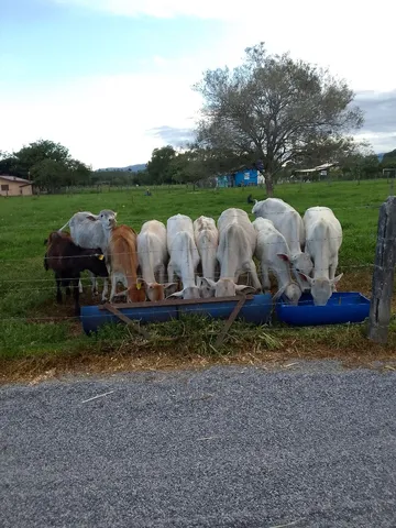 Animais a venda