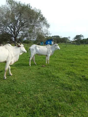Vaca de 5.5 anos