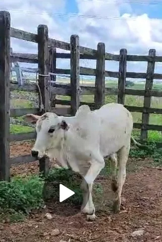 Três Bezerros PO 