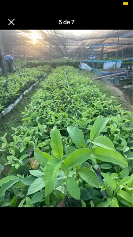 Mudas de goiaba 
