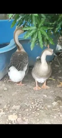 Gansos sinaleiros.