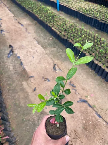 Mudas de acerola junco 