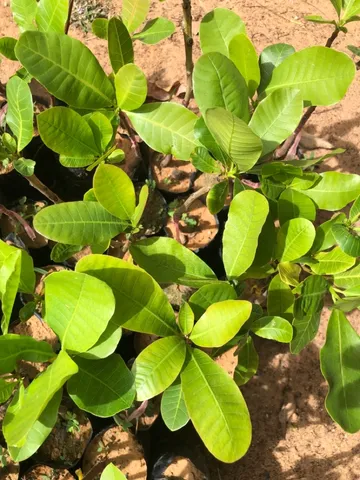 Mudas frutíferas 