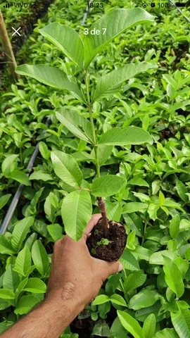 Mudas de goiaba Araçá 