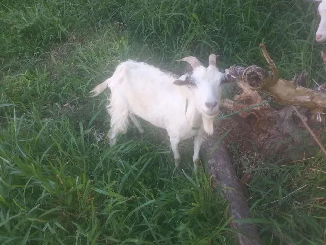 Cabrita