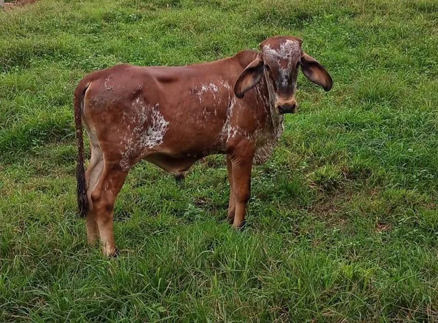 Vendo bezerro girolando 