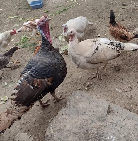 Troca-se esse casal de perú.