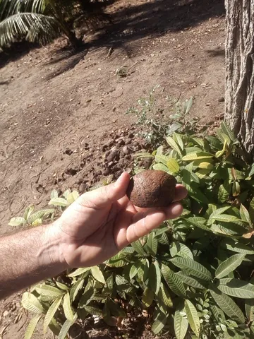 Sementes enraizadas e Mudas de Sapucaia lurida a pronta entrega