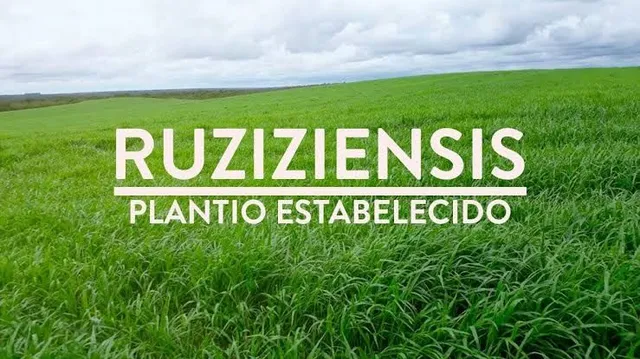 Semente Braquiária Ruzizienses 20kg R$299,00
