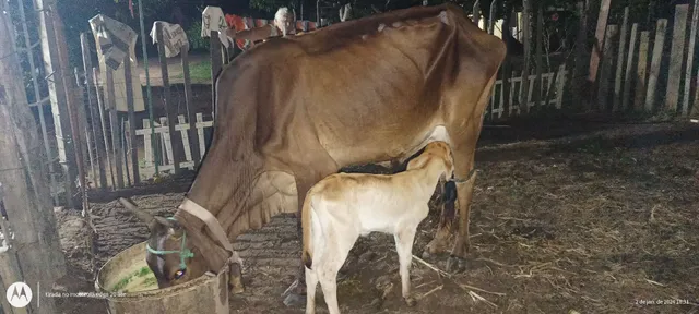 Vacas
