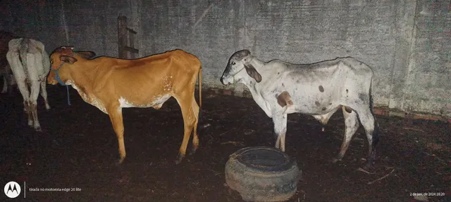 Vacas 