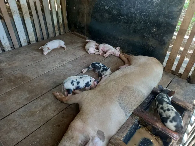Porco Filhote de pietran 