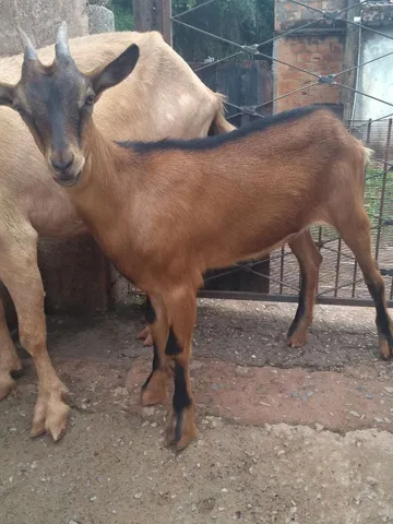 Cabra filhote