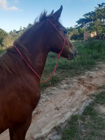 Cavalo Mangalarga Marchador 