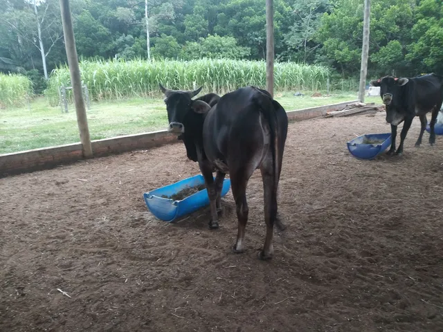 Novilha Cruzamento
