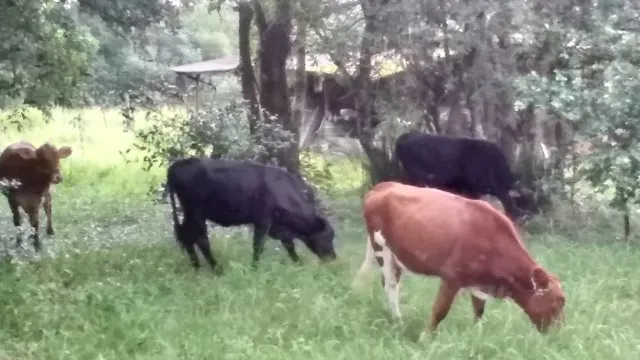 Três fêmeas e um macho