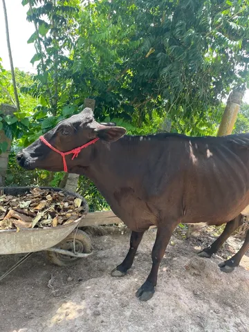 Vaca leiteira com bezerro bonito nos pés