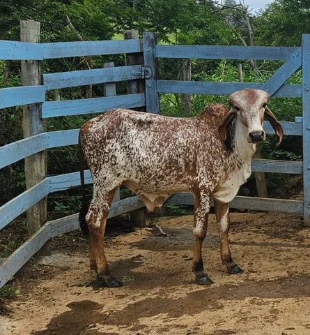 Touros e vacas gir leiteiro