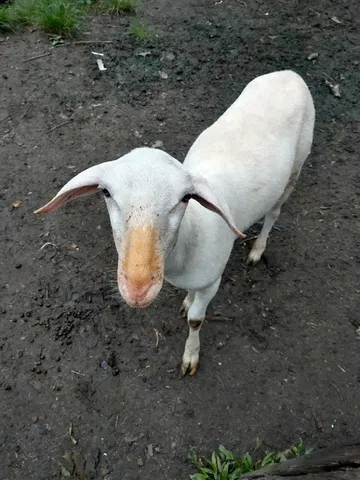 Ovelhas, cabras e cabritos 