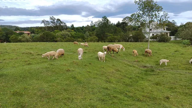 Carneiros - ovinos - ovelhas a partir de $450