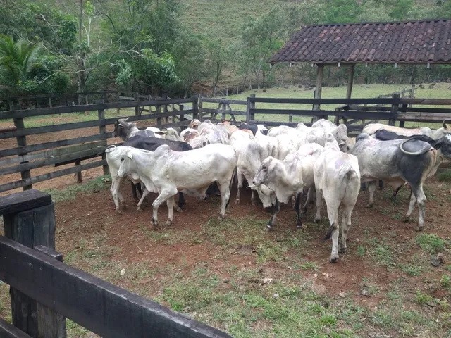 Vendo garrote 14/15 @